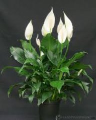 vinaxanh